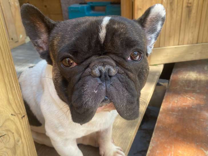 Magnifique mâle Bouledogue Français disponible pour saillie