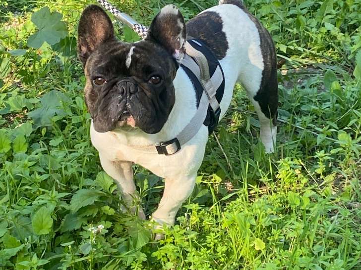 Magnifique mâle Bouledogue Français