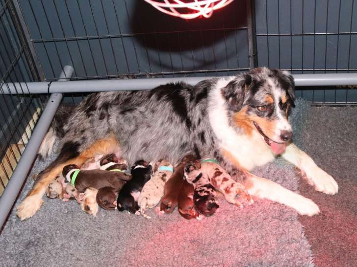 Chiots Bergers Australiens à réserver