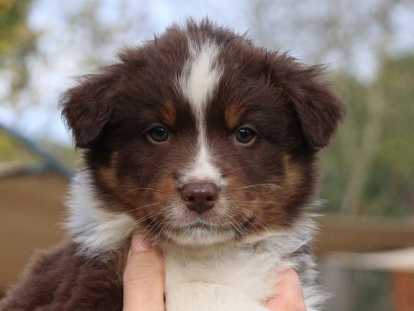 mâle - collier jaune disponible