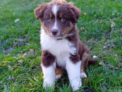 mâle - Artist - disponible