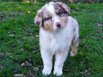 mâle - Anakin - disponible