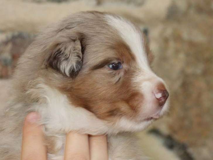 Chiots Bergers Australiens à réserver