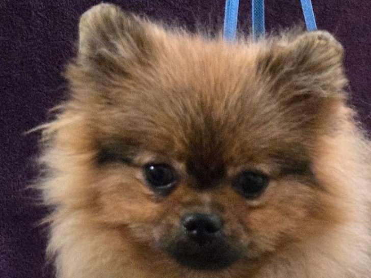 4 chiots femelles Spitz Nains Pomeranian LOF disponibles à la vente