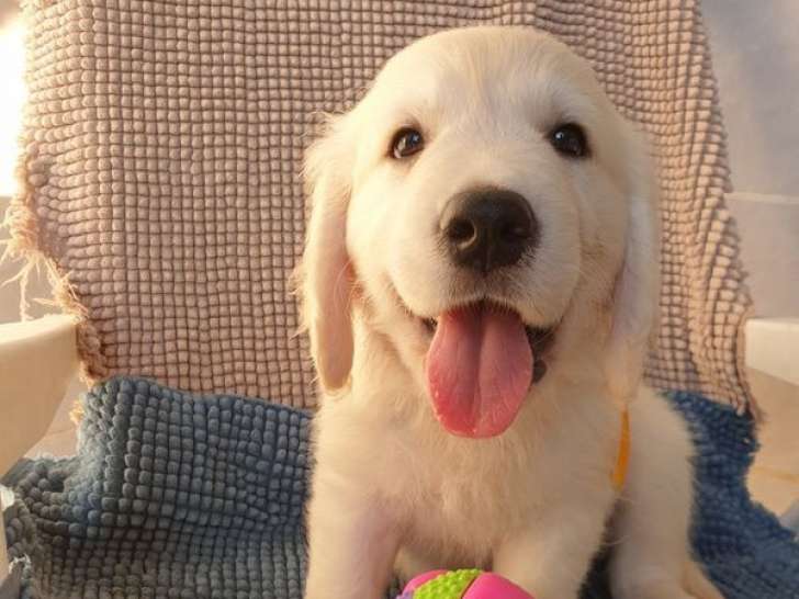 10 chiots Golden Retrievers LOF à vendre