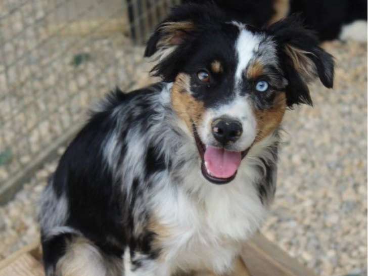 À vendre, 2 chiots femelles Bergers Américains Miniatures (LOF)