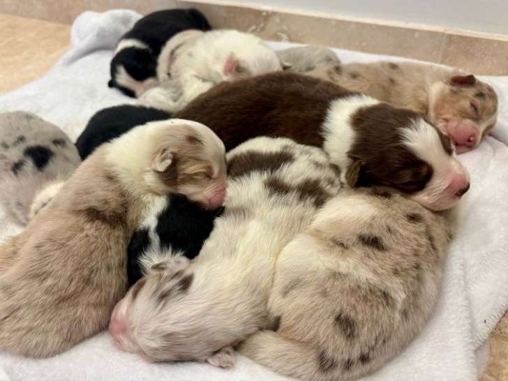 À réserver, 9 chiots Bergers Australiens (LOF)
