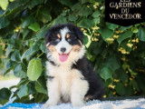 2 chiots mâles Bergers Australiens à vendre (non LOF)