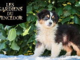 2 chiots mâles Bergers Australiens à vendre (non LOF)