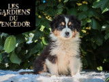 2 chiots mâles Bergers Australiens à vendre (non LOF)