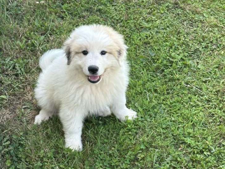 Chiot femelle Montagne des Pyrénées disponible à l’achat (LOF)