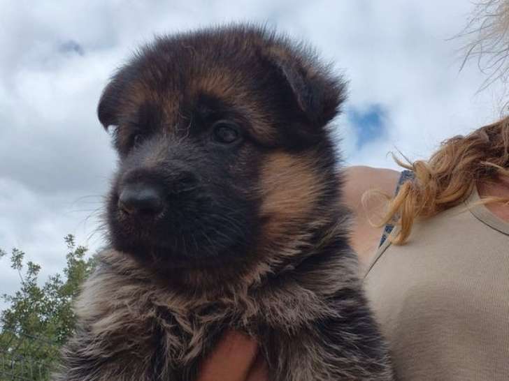 À réserver, 2 chiots Bergers Allemands (LOF)