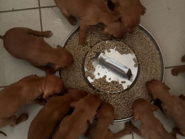 Des chiots Braques Hongrois à réserver (LOF)
