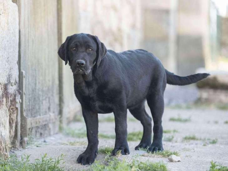 1 chiot femelle Labrador Retriever noire LOF à vendre