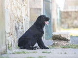 1 chiot femelle Labrador Retriever noire LOF à vendre