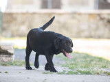 1 chiot femelle Labrador Retriever noire LOF à vendre
