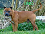 Disponible pour saillie un chien Staffordshire Bull Terrier fauve de 2 ans (LOF)