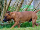 Disponible pour saillie un chien Staffordshire Bull Terrier fauve de 2 ans (LOF)