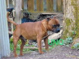 Disponible pour saillie un chien Staffordshire Bull Terrier fauve de 2 ans (LOF)