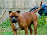 Disponible pour saillie un chien Staffordshire Bull Terrier fauve de 2 ans (LOF)