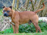 Disponible pour saillie un chien Staffordshire Bull Terrier fauve de 2 ans (LOF)