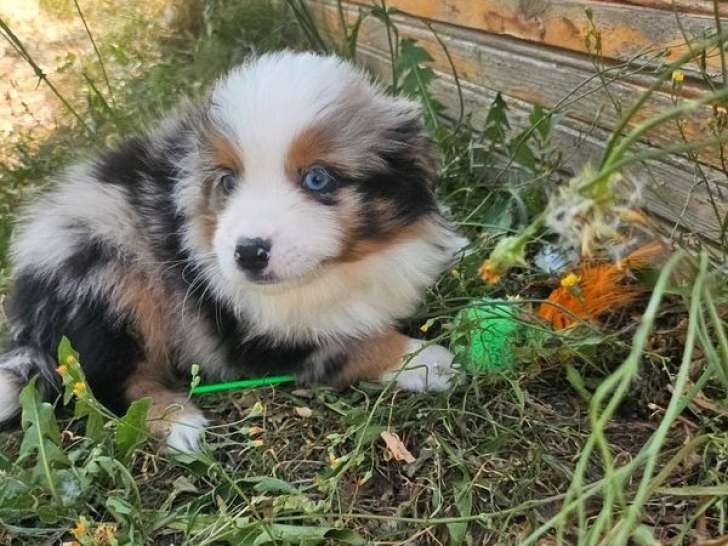 À réserver, des chiots Bergers Américains Miniatures (LOF)
