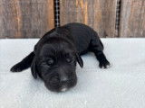 5 chiots Cockers Anglais LOF disponibles à la réservation