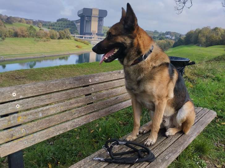 Whisky, mâle Malinois à vendre