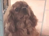 À vendre un chien Cavalier King Charles LOF rubis d’un an