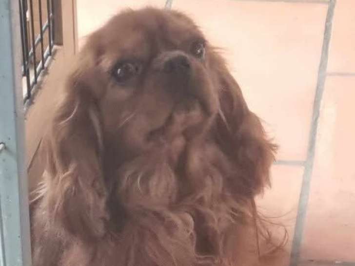 À vendre un chien Cavalier King Charles LOF rubis d’un an