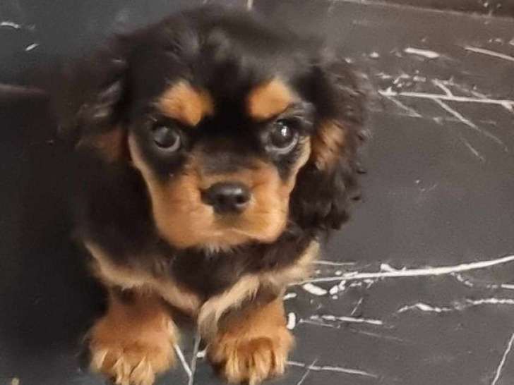 3 chiots femelles Cavaliers King Charles LOF disponibles à l’achat
