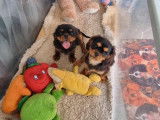 3 chiots femelles Cavaliers King Charles LOF disponibles à l’achat