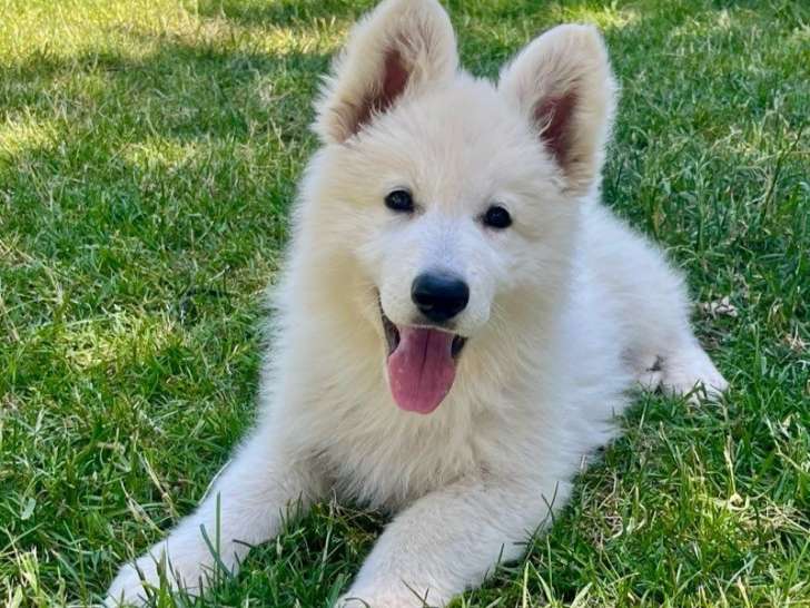 3 chiots Bergers Blancs Suisses LOF disponibles à la vente