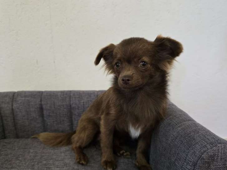 À vendre un chiot femelle Chihuahua chocolat (LOF)