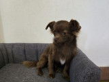 À vendre un chiot femelle Chihuahua chocolat (LOF)