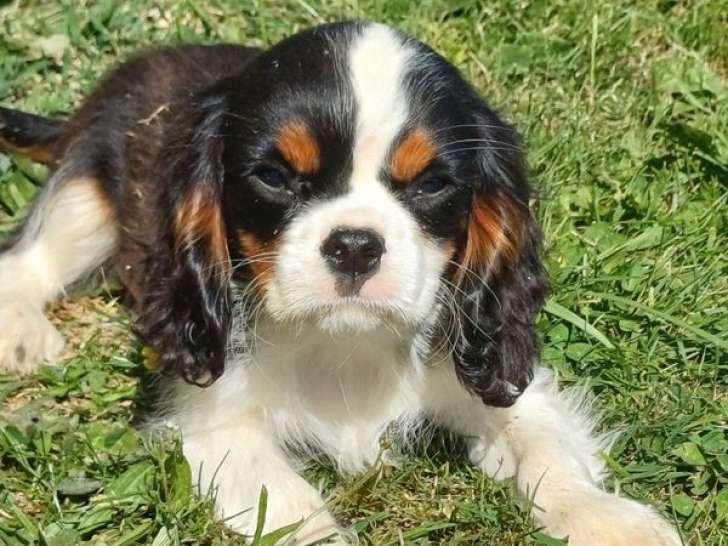 Un chiot mâle Cavalier King Charles disponible à l’achat (LOF)