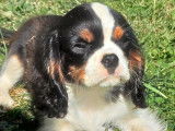 Un chiot mâle Cavalier King Charles disponible à l’achat (LOF)