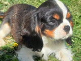 Un chiot mâle Cavalier King Charles disponible à l’achat (LOF)