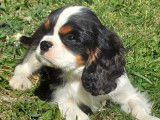 Un chiot mâle Cavalier King Charles disponible à l’achat (LOF)