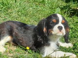 Un chiot mâle Cavalier King Charles disponible à l’achat (LOF)