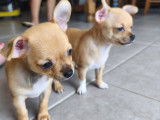 Chiots mâle Chihuahua à vendre