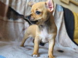 Chiots mâle Chihuahua à vendre