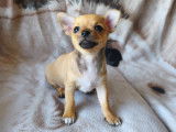Chiots mâle Chihuahua à vendre