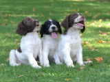 Des chiots Springers Anglais LOF à vendre