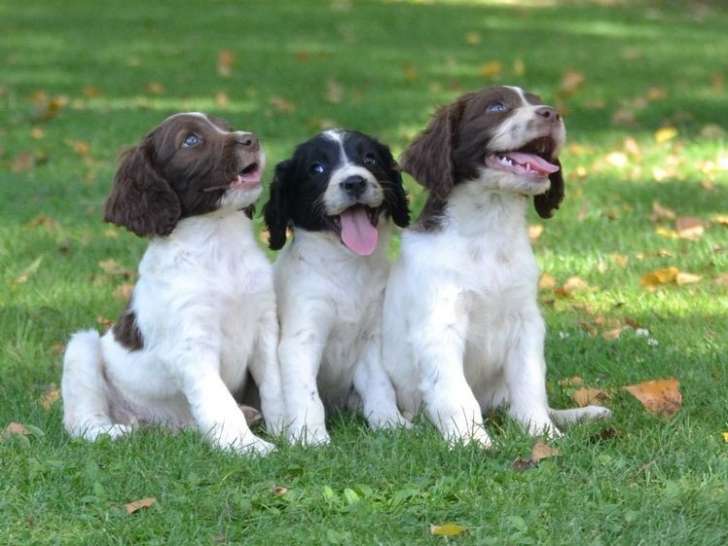 Des chiots Springers Anglais LOF à vendre