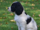 Des chiots Springers Anglais LOF à vendre