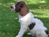 Des chiots Springers Anglais LOF à vendre
