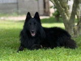 Un chien adulte Berger Belge Groenendael pour saillie (LOF)