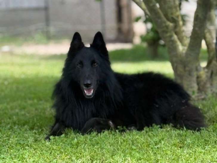 Un chien adulte Berger Belge Groenendael pour saillie (LOF)