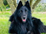 Un chien adulte Berger Belge Groenendael pour saillie (LOF)